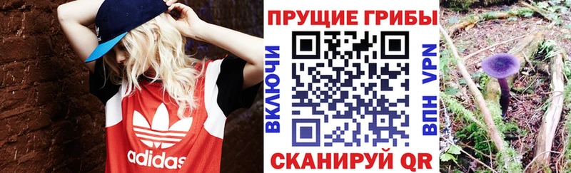 KRAKEN ТОР  Междуреченск  Галлюциногенные грибы Psilocybe 